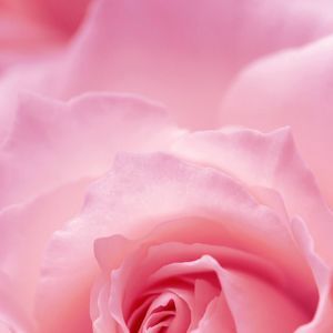 Meet your Posher, Lameshia